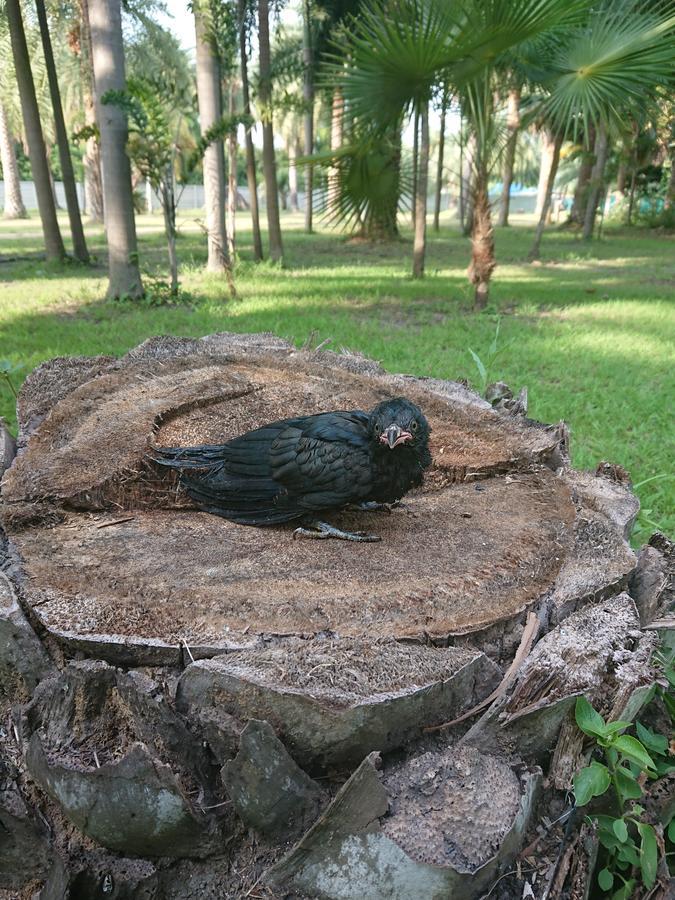 Lopburi Palm Resort エクステリア 写真